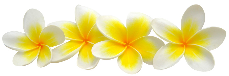 Frangipani (plumeria) flowers isolated on white